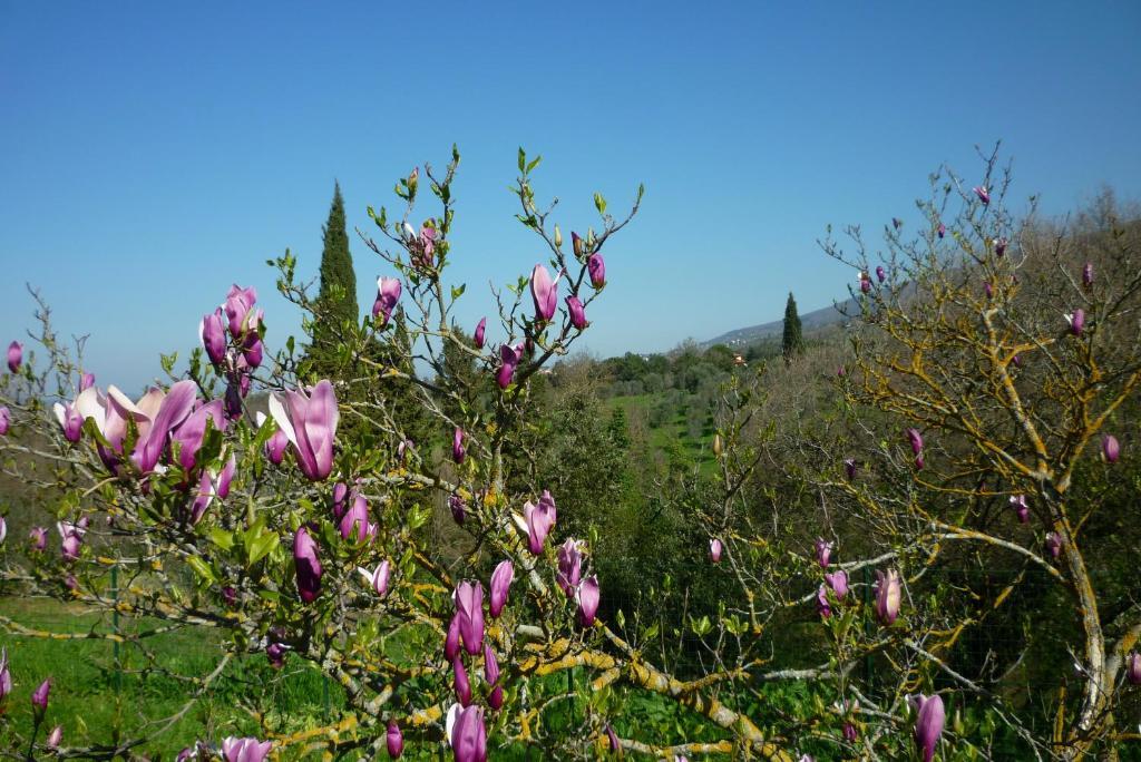 Casa Giulia Villa Reggello Luaran gambar